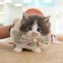 온천장고양이 이미지