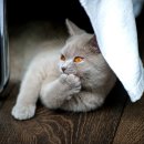 우리덕구동물병원 이미지