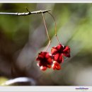 천왕산장 이미지