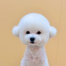 그루미재이 이미지