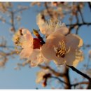 이쁜 봄이 한창이죠,,ㅎ,,ㅎ (살구꽃,,생강나무,, 동백꽃,,) 이미지