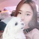 여주 블루마린캠핑장 A구역 애견동반 캠핑 후기