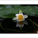 수련 티스토리