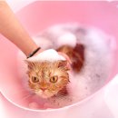 그루밍공화국 이미지