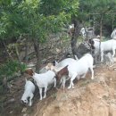 보아농장 이미지