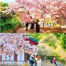 서산 개심사 겹벚꽃 청벚꽃 개화시기
