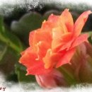 플릇사랑 이미지