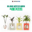 미니화분·씨앗으로 봄맞이, 식물기프트!