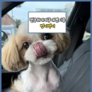 댕이멍이 | (멍이댕이)전주하가지구애견미용실 멍이댕이 입니다.