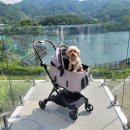 브루다 양주 이미지