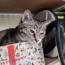 Dear My Pet 네이버블로그