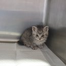 왕궁동물병원 이미지