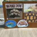 [동물매개활동] 설가타 거북🐢&amp;흑와 백와 금와🐌 이미지