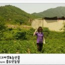 용두산농장 이미지