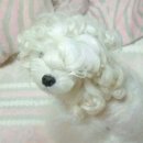 파마 네이버블로그