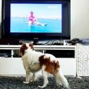 반려동물 이동서비스 이미지