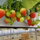 대바위농장 이미지