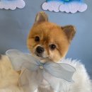 살롱드 베베 이미지