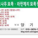 자가수정 체리 묘목 샤인머스켓 포도 묘목 판매﻿ 이미지