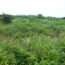 성산읍-3 이미지