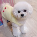 스마일댕댕 이미지