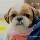미사서울동물병원 네이버블로그