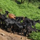 농장염소탕 이미지