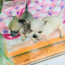 와우펫마트 이미지