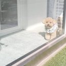 원 반려동물 미용실 이미지