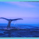 대륙농산물마트