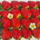 비량농원 이미지