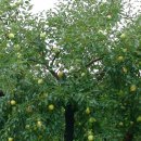 헤브론농장 이미지