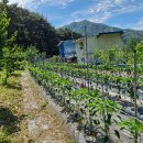 구례로 귀촌 11년차중, 귀농 8년차의 시골살이(2) 이미지