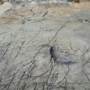 창선 가인리화석산지 이미지