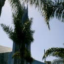 고목나무 이미지