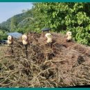 파밀리아 힐 이미지