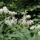 축령산편백나라 이미지