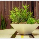 Sentimenta 이미지