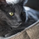 강북24시 N동물의료센터 이미지