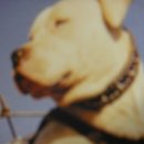 프로애견사 이미지