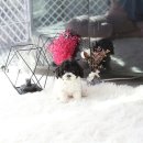 토이파티 이미지