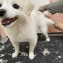 펫밀리쌀롱 이미지