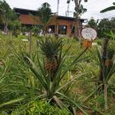 안정식농장 이미지