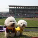 도그의 하루 이미지