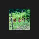 바우길 10구간 이미지