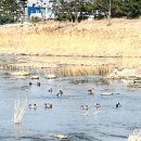 화분 개업선물 분갈이 너무 예쁜 대구 시지 꽃화분 화환 난초 수정꽃농원