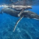 2174 | [오키나와] 혹등고래 투어 완벽 가이드 (예약·가격·팁 총정리) 내돈내산 후기