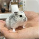 햄토리 군단 | 청주소동물분양하는 곳을 찾는다면 햄토리군단으로!