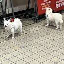 리치펄슨 이미지