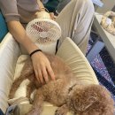 잭팟PC | 애견동반 제주여행: 씨월드고속훼리 산타모니카호/육지 출발 (진도 → 제주)